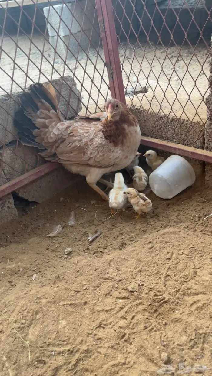 دجاج بلدي وديوك مهجنة 1