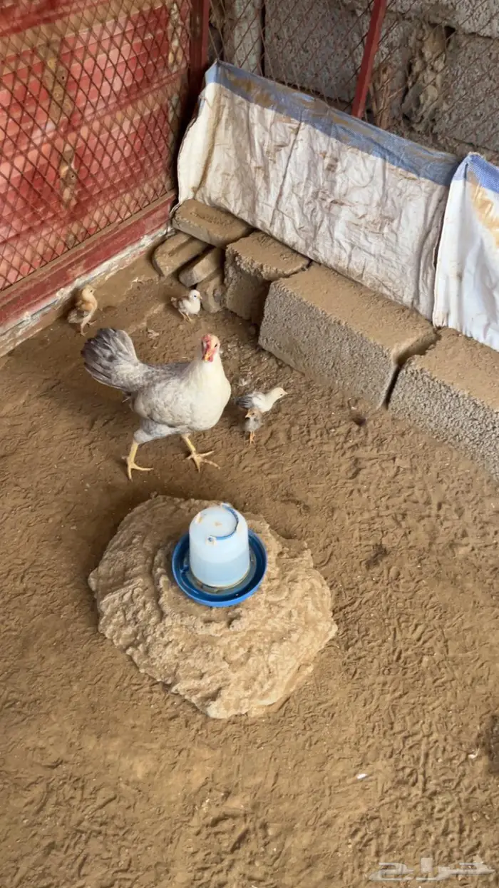 دجاج بلدي وديوك مهجنة 2