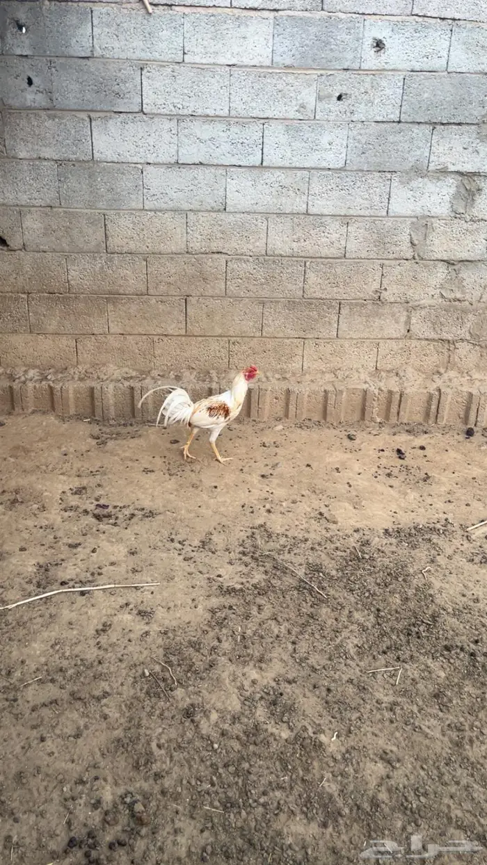 دجاج بلدي وديوك مهجنة 4