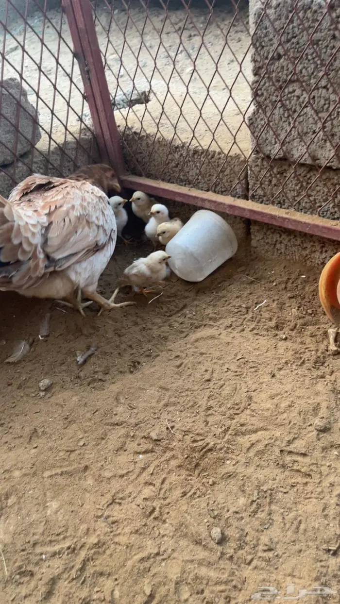 دجاج بلدي وديوك مهجنة 0