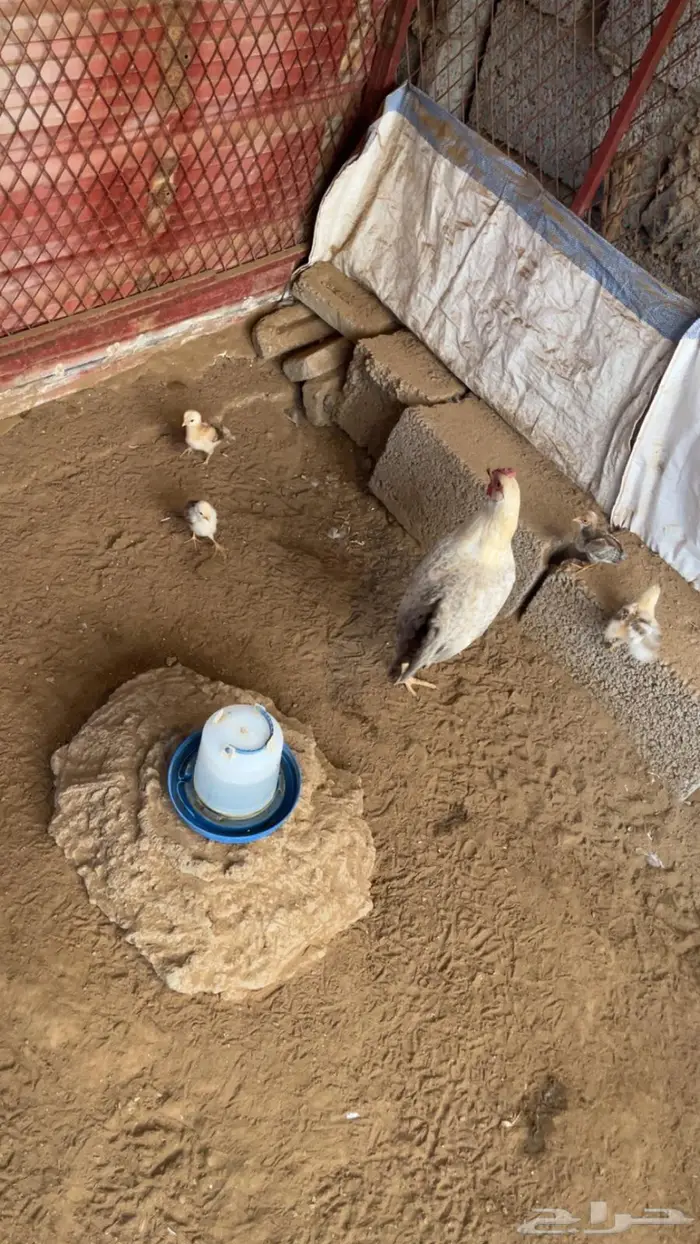 دجاج بلدي وديوك مهجنة 3