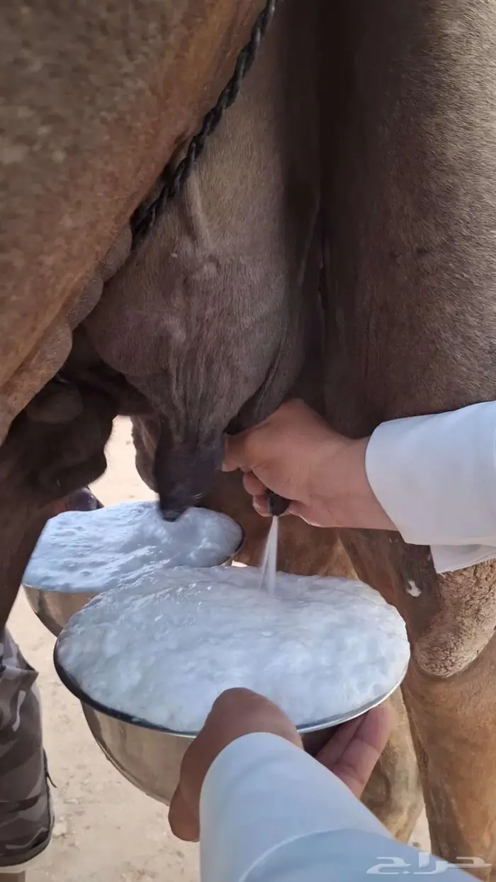 عشراء ولقحة 4