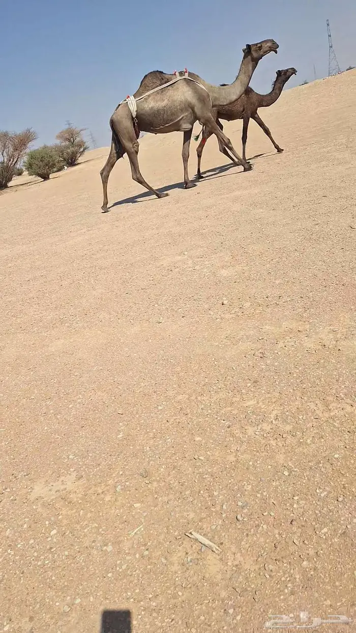 عشراء ولقحة 5