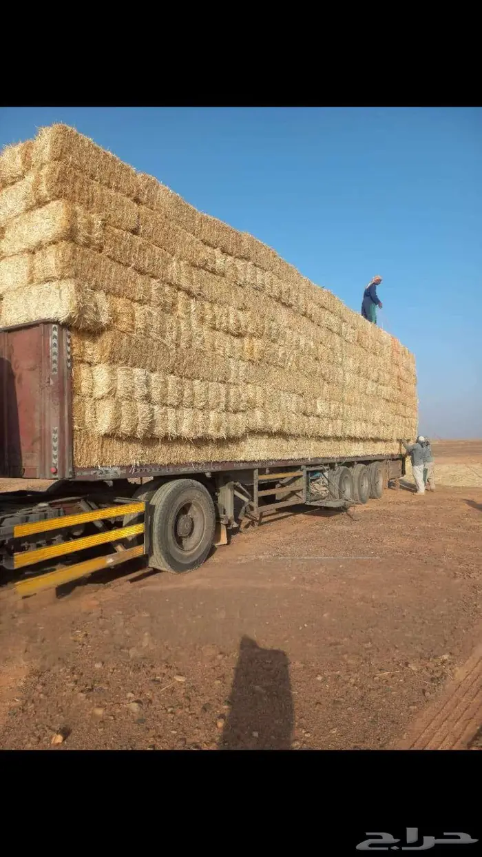 تبن قمح شد جندير 2