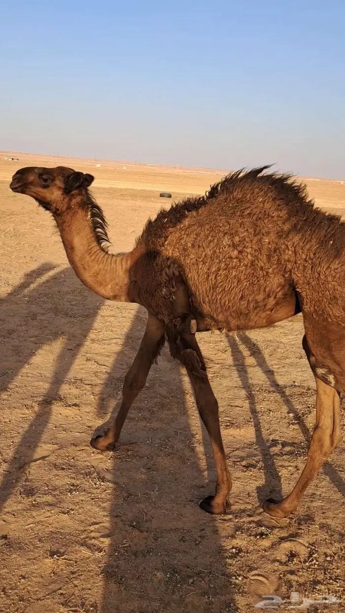 بكره لبانيه تحت امهاء 1