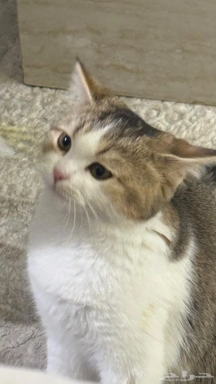 قطه للتبني 1