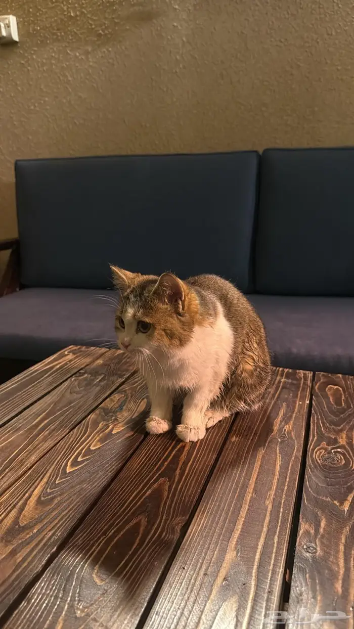 قطه للتبني 0