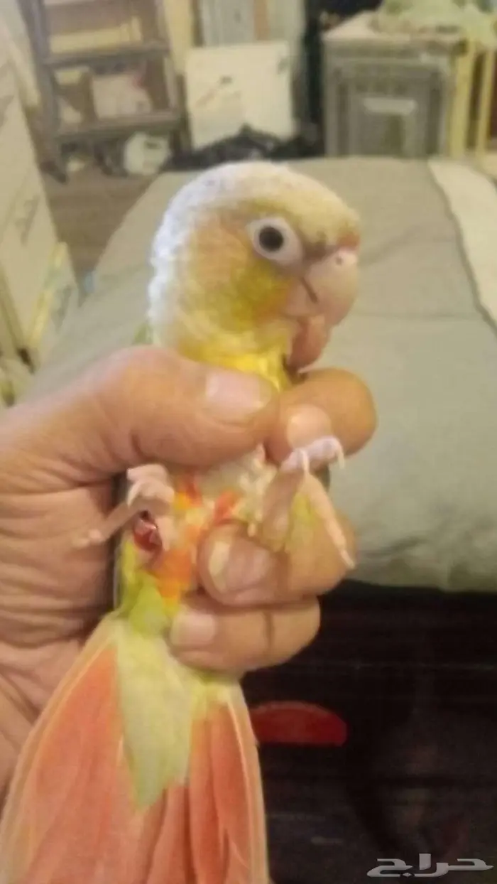 بيع طيور طير كنيور او كينيور اقل سعر في السوق 0