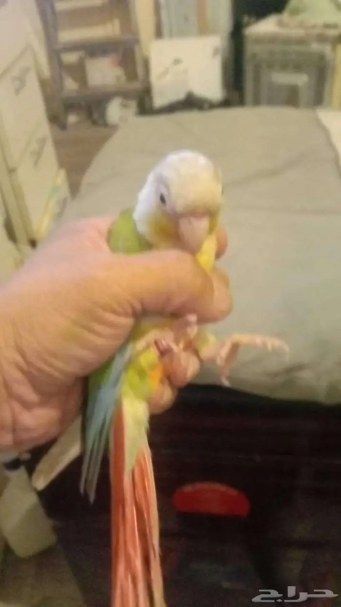 بيع طيور طير كنيور او كينيور اقل سعر في السوق 3