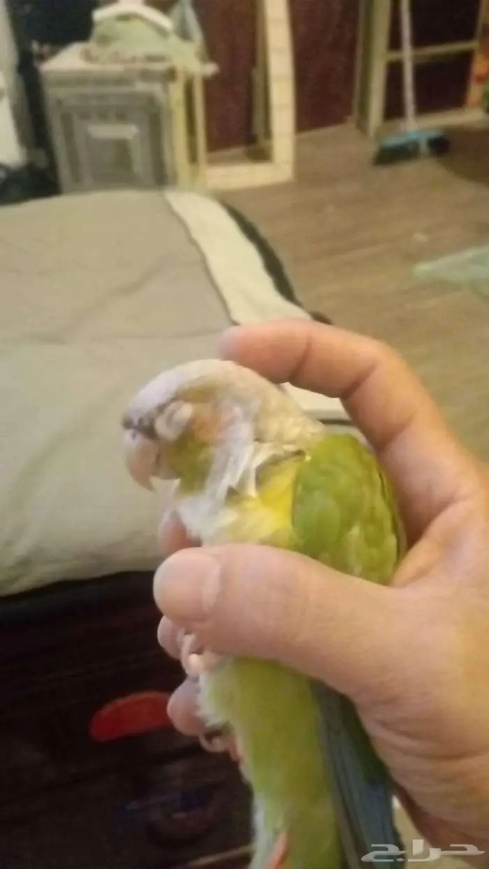 بيع طيور طير كنيور او كينيور اقل سعر في السوق 2