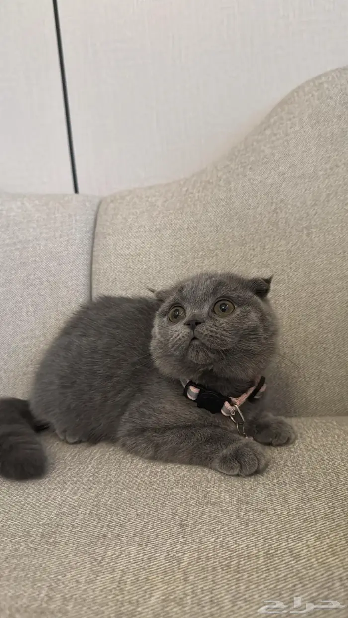 سكوتش فولد كيتن للبيع 1