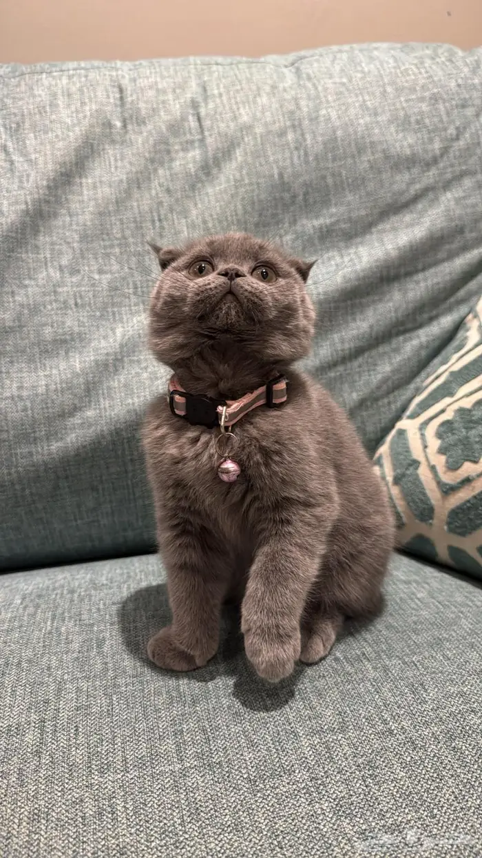 سكوتش فولد كيتن للبيع 0