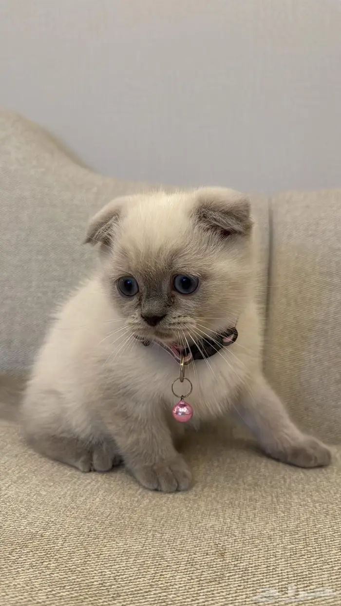 سكوتش فولد كيتن للبيع 2