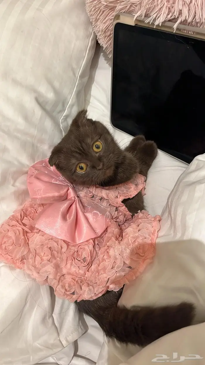 قطه سكوتش فولد لازاوج 0