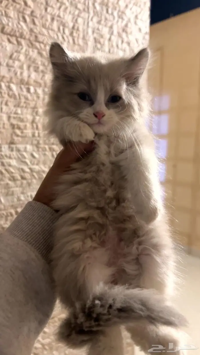 قطط صغيره للبيع 3