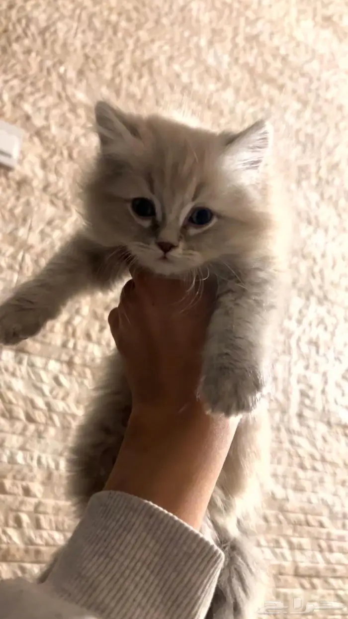 قطط صغيره للبيع 2