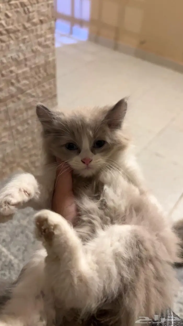 قطط صغيره للبيع 1