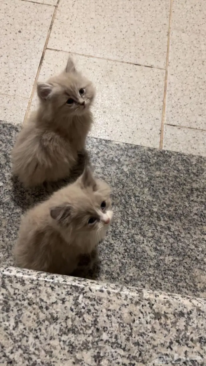 قطط صغيره للبيع 0