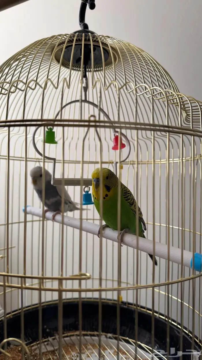 عصافير بادجي   عصافير الحب 1