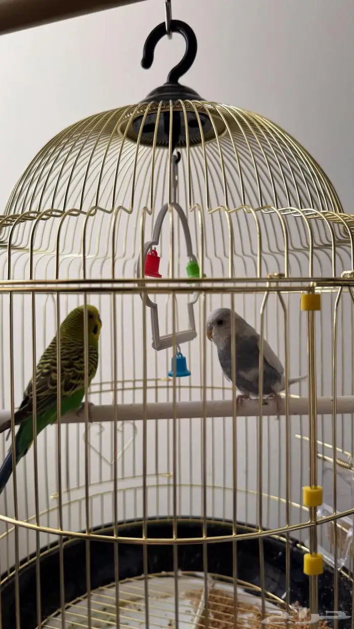 عصافير بادجي   عصافير الحب 3