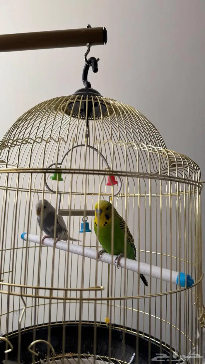 عصافير بادجي   عصافير الحب 0