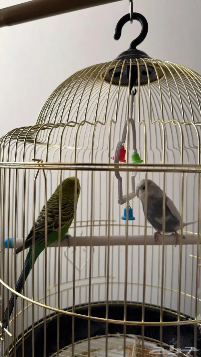 عصافير بادجي   عصافير الحب 4