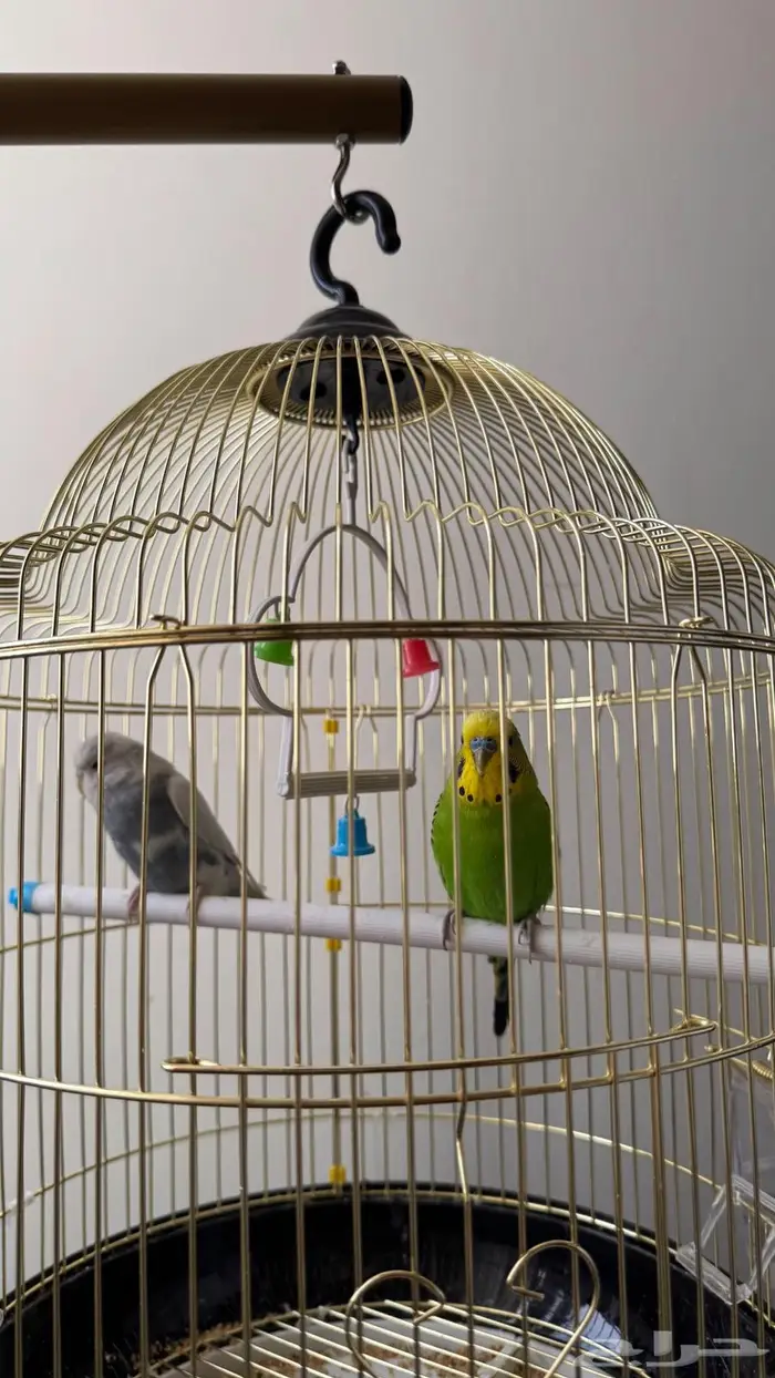 عصافير بادجي   عصافير الحب 2