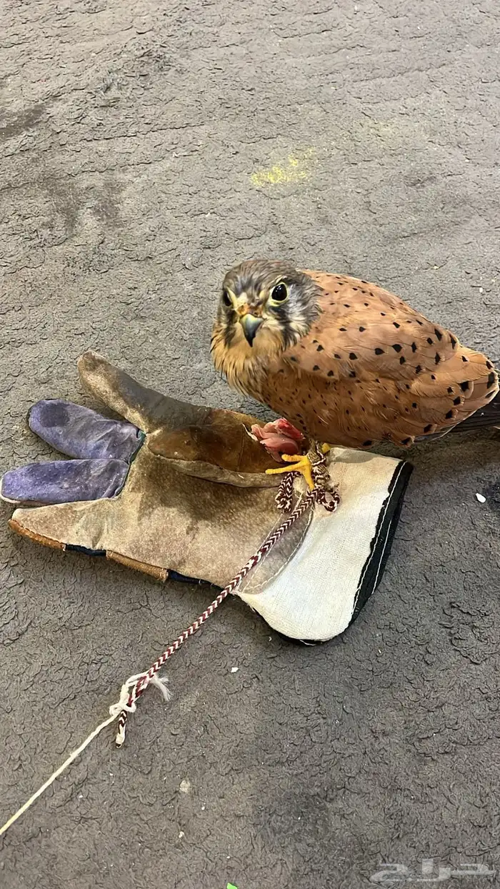 طير باشق بكه 0