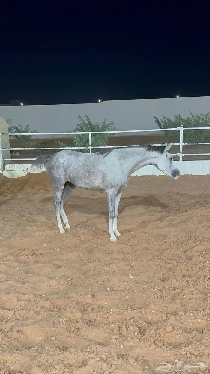 بسم الله ماشاء الله فرس ومهرتها من الفواخر 18