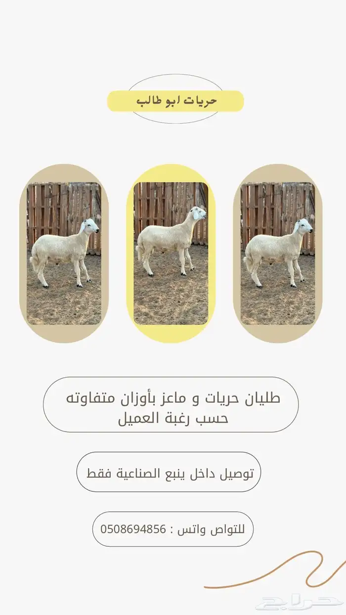 ماعز 2