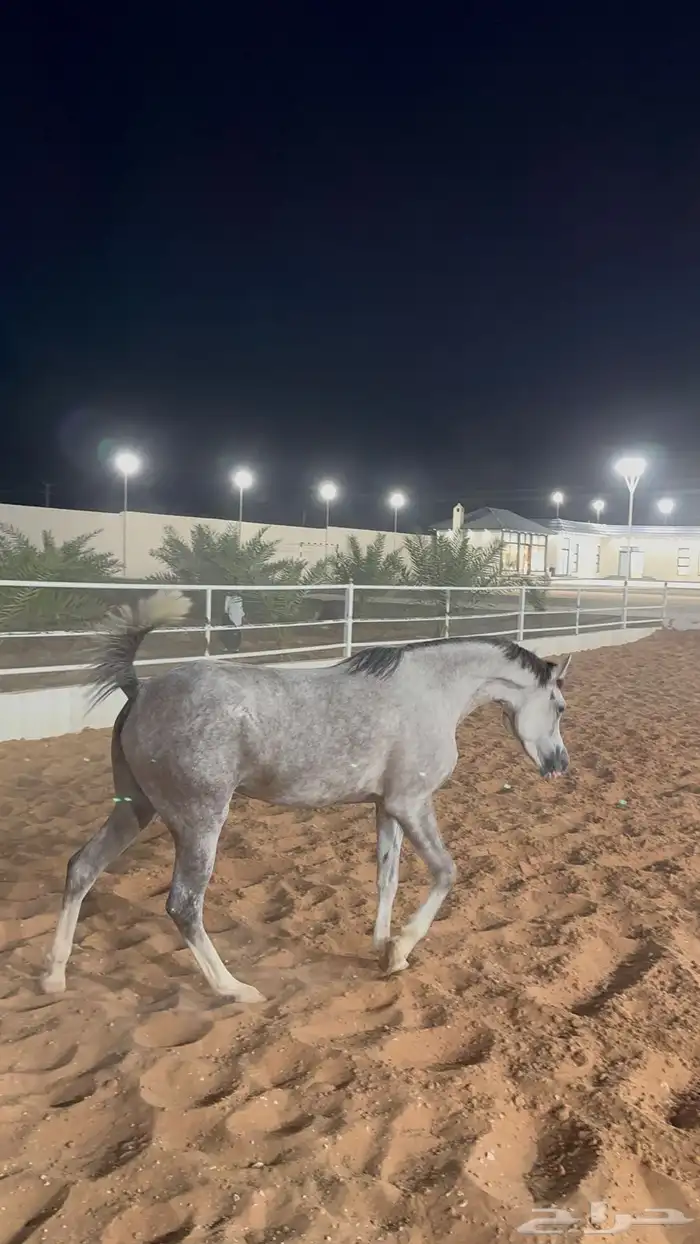 بسم الله ماشاء الله فرس ومهرتها من الفواخر 17