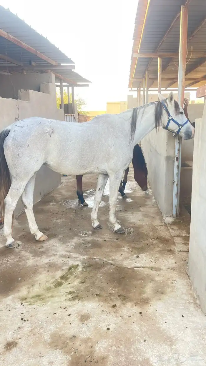 فرس جزيريه واهو معها مهره 2