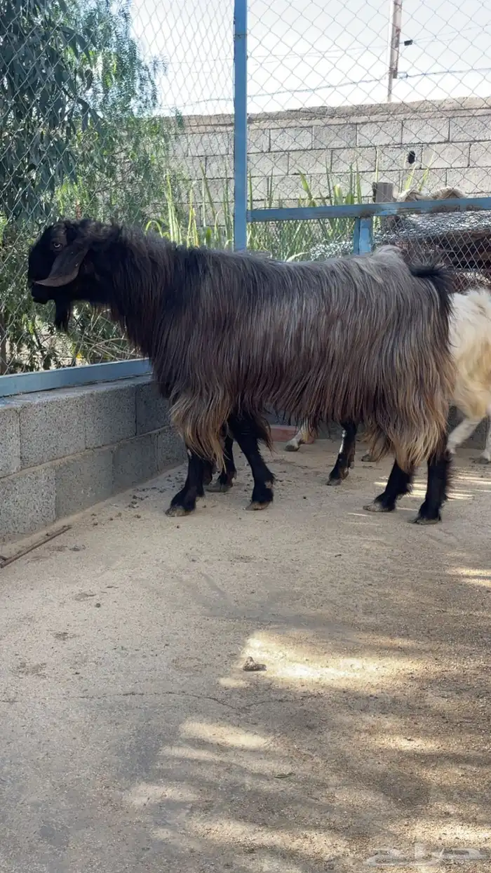 تيوس للبيع 0