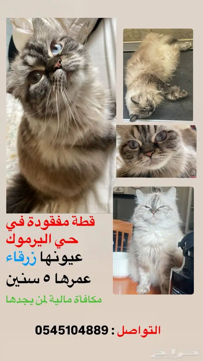 قطه مفقودة حي اليرموك مكافأة مالية 0