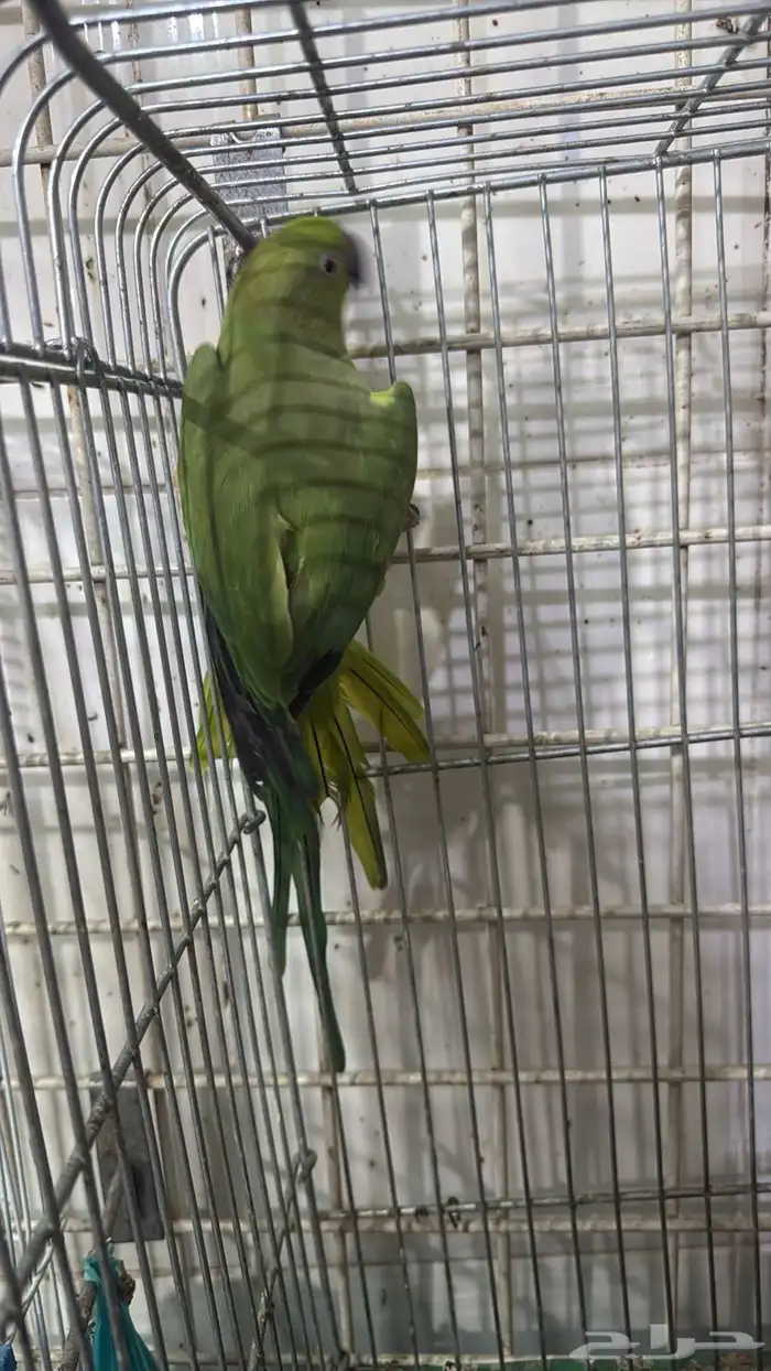 للبيع ببغاء الدرة 1