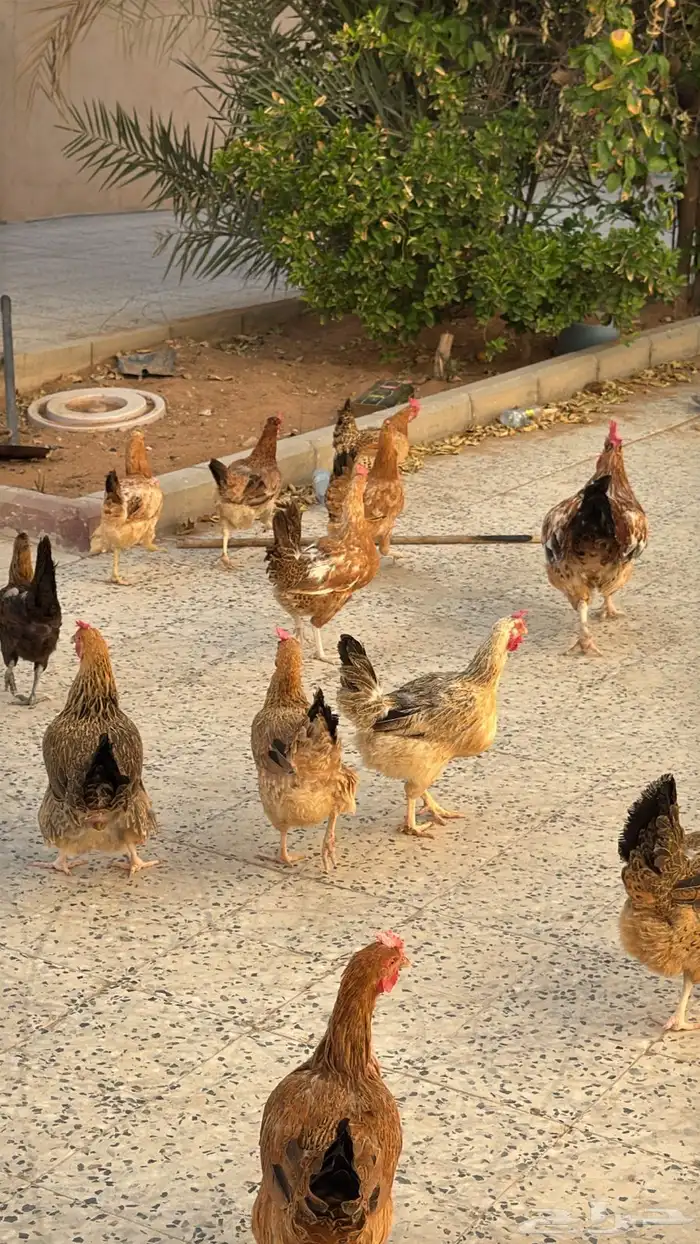 دجاج بلدي 3