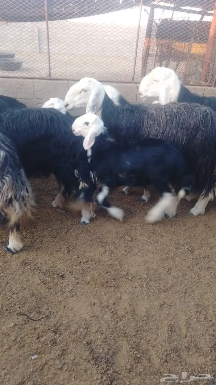 مراح نجد مؤسس 0