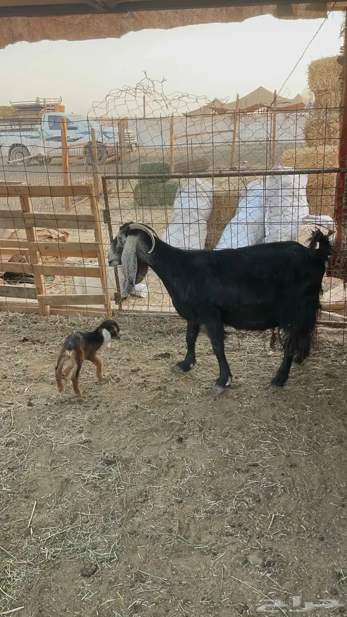 للبيع عنز عارضيه متبع 1