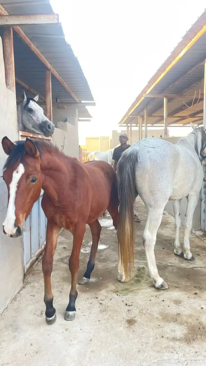 فرس جزيريه واهو معها مهره 3