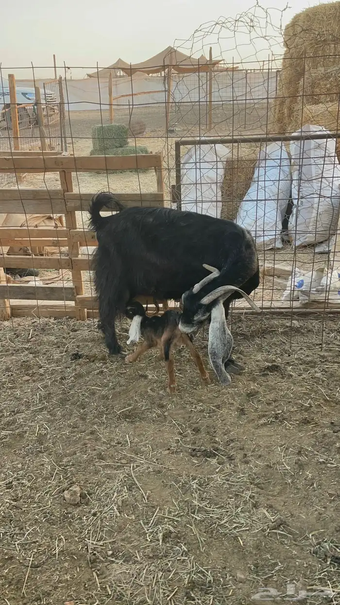 للبيع عنز عارضيه متبع 4