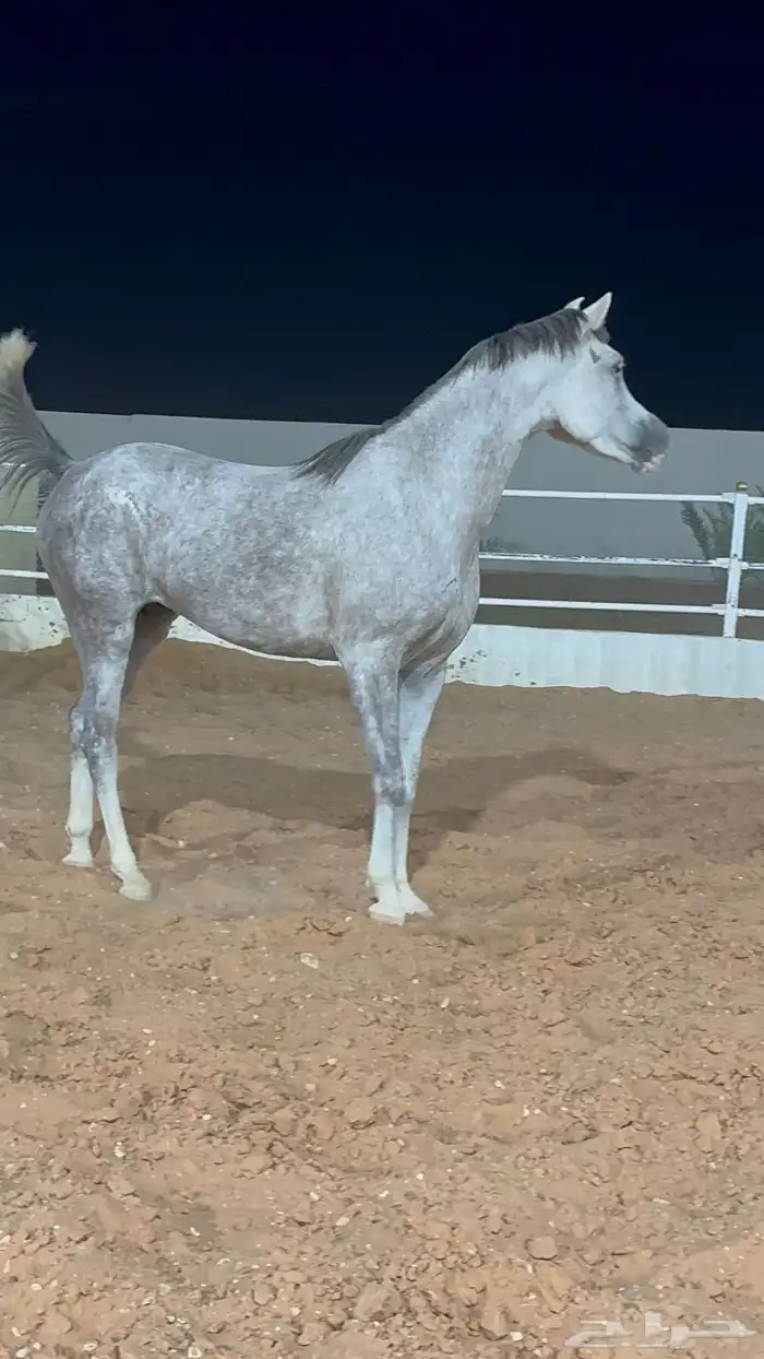 بسم الله ماشاء الله فرس ومهرتها من الفواخر 16