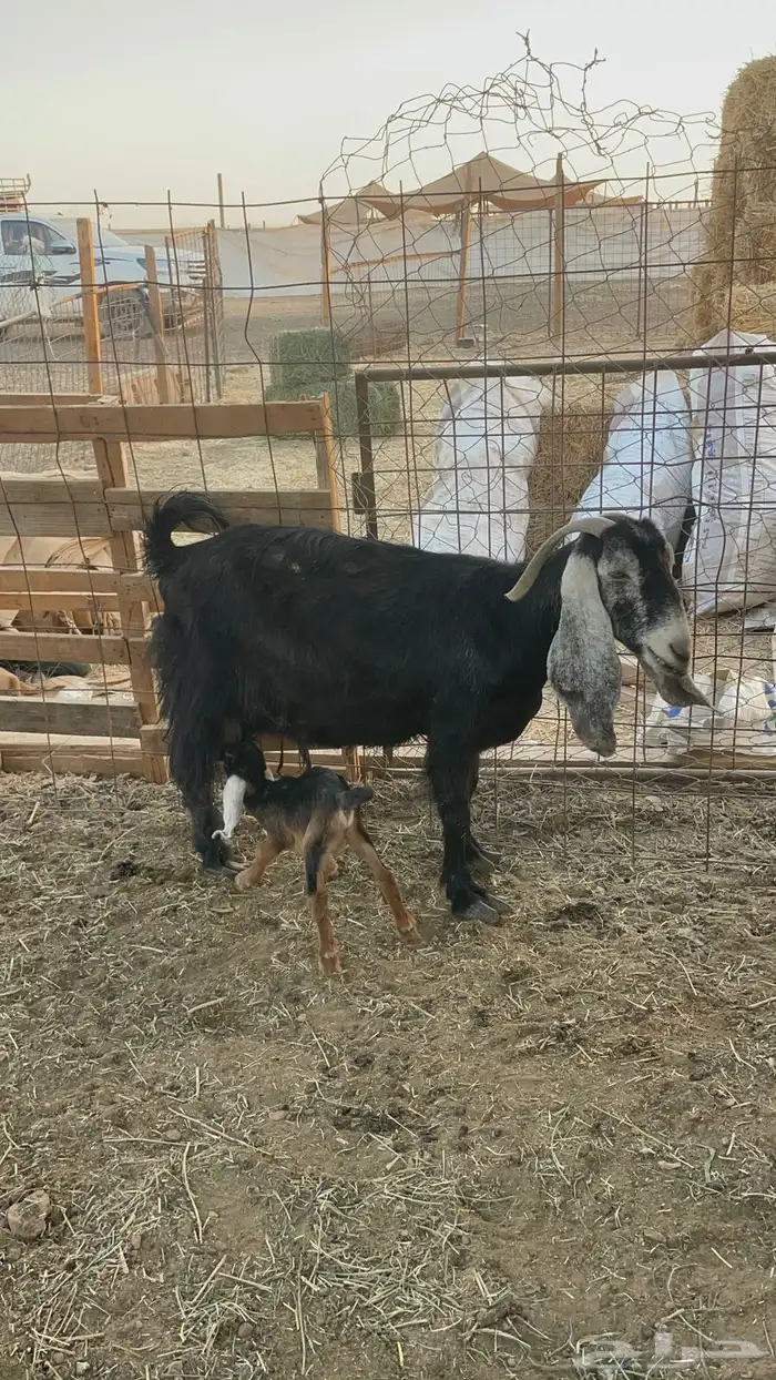 للبيع عنز عارضيه متبع 2