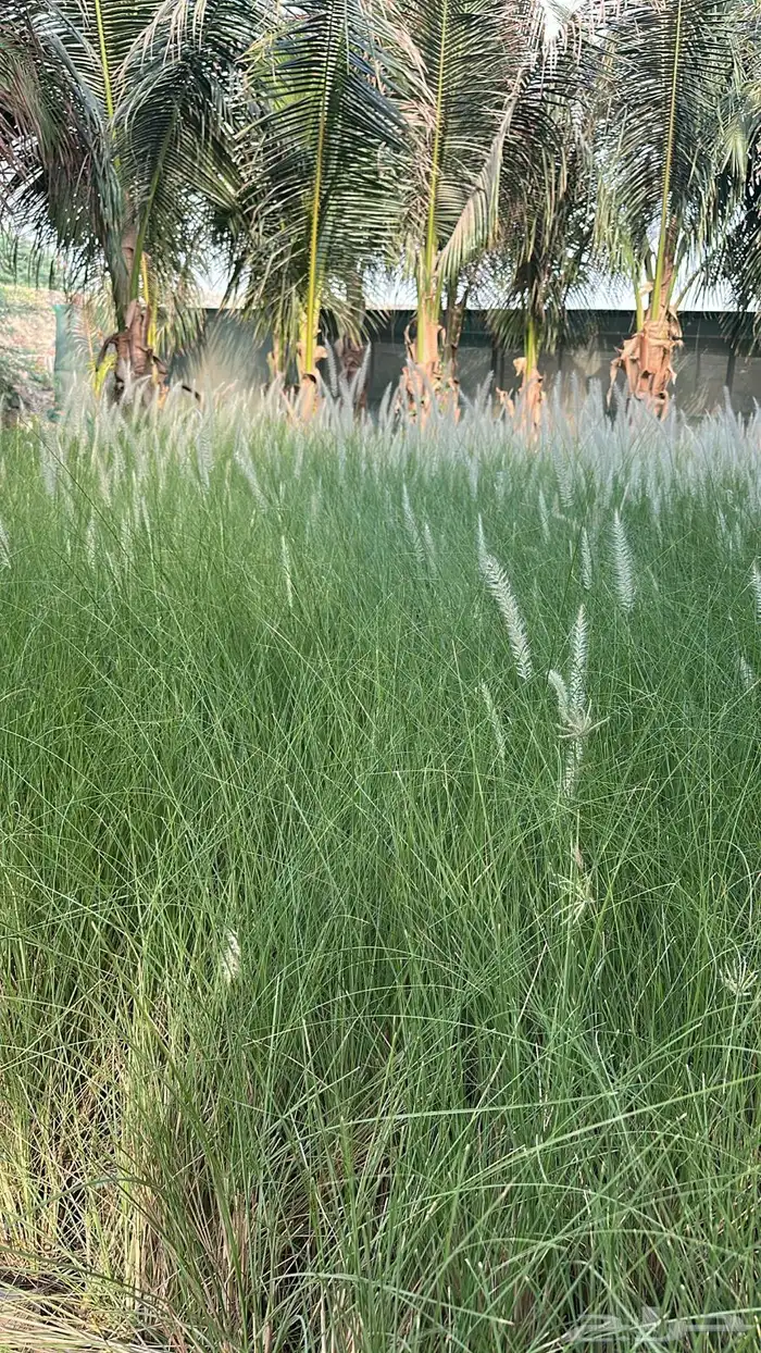 مشتل زراعي لبيع الاشجار بالجملة 8