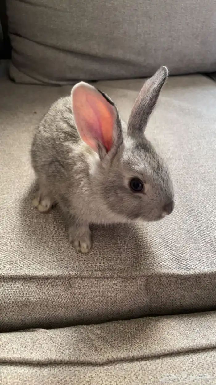 ارنب اليفه صغار 1
