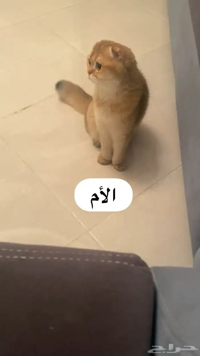 قط سكوتش 8