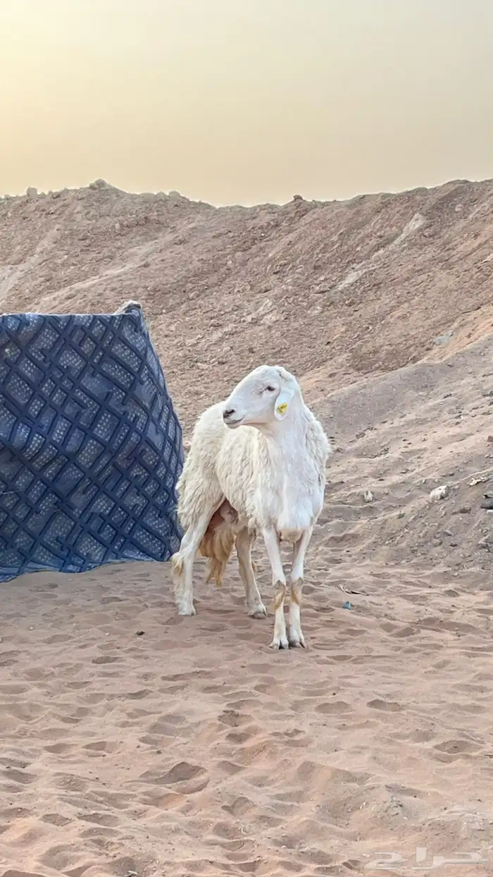 خروف فحل اسن ثني كفو 0