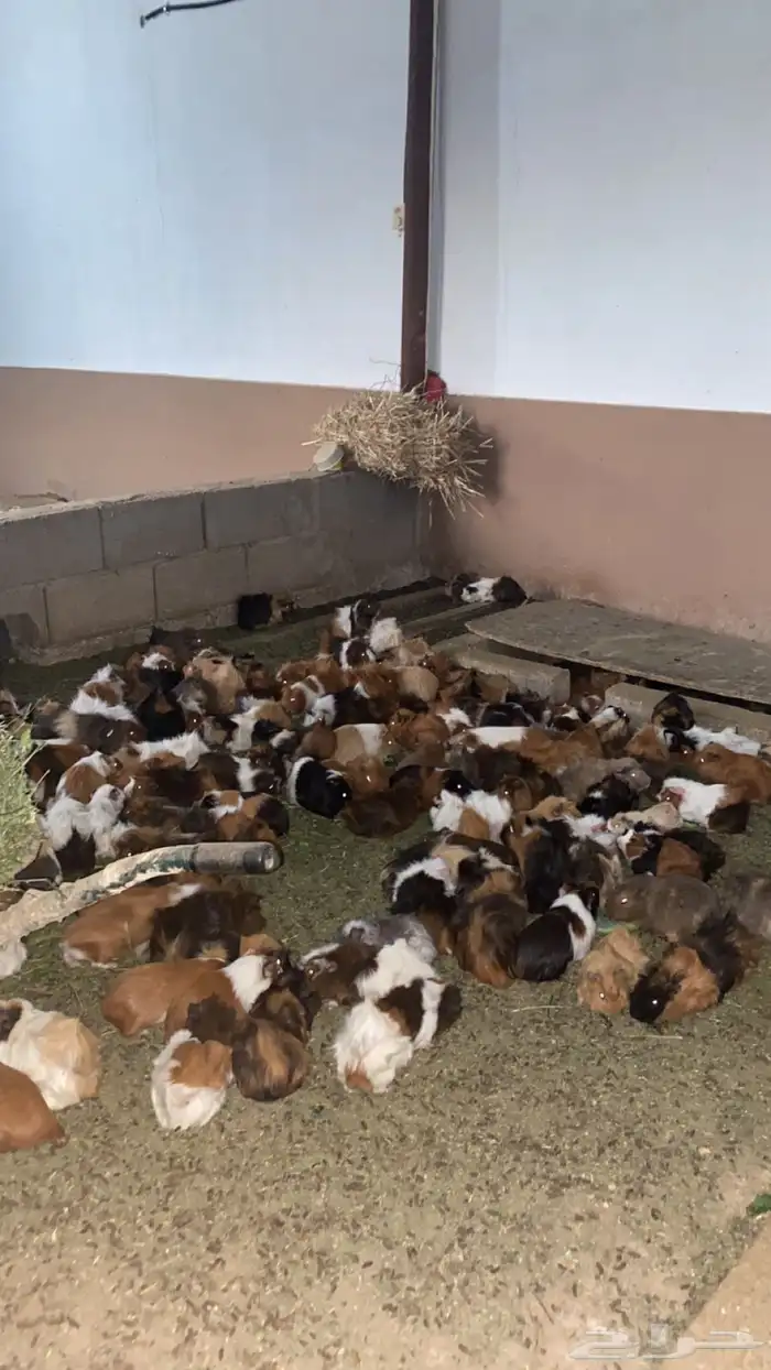 يوجد وبران للبيع 1