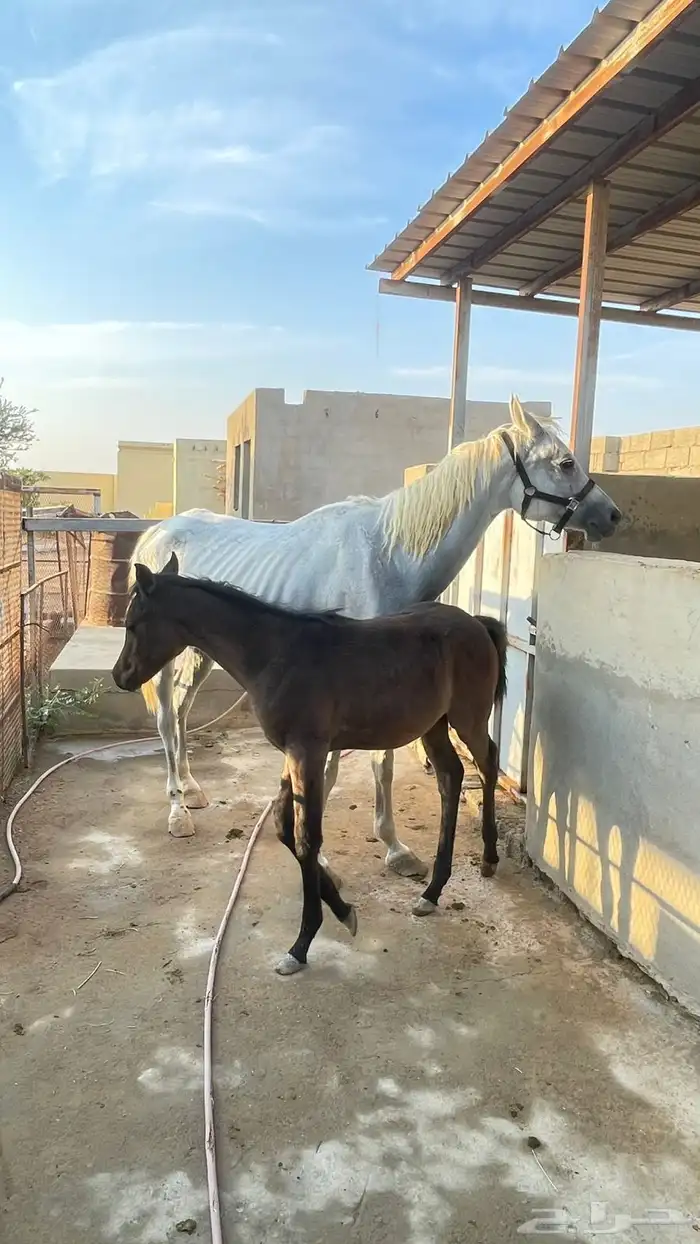 فرس واهو معها مهره 0