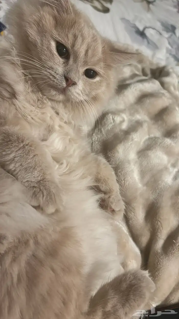 قطط للتبني الدمام 2