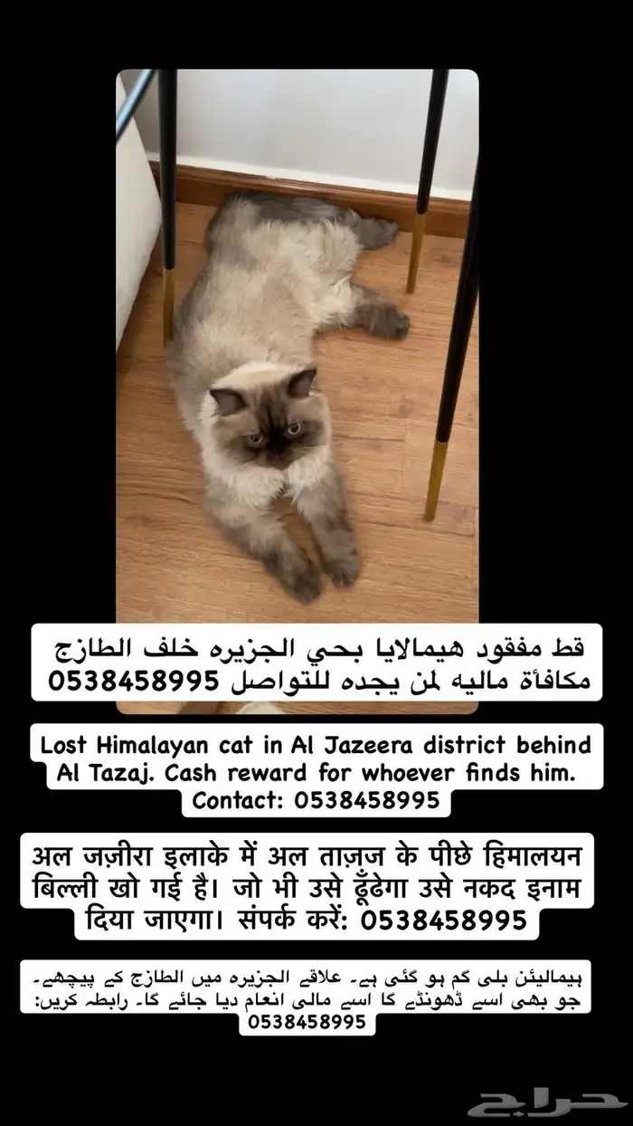 قط مفقود في حي الجزيرة ذكر هملايا 0